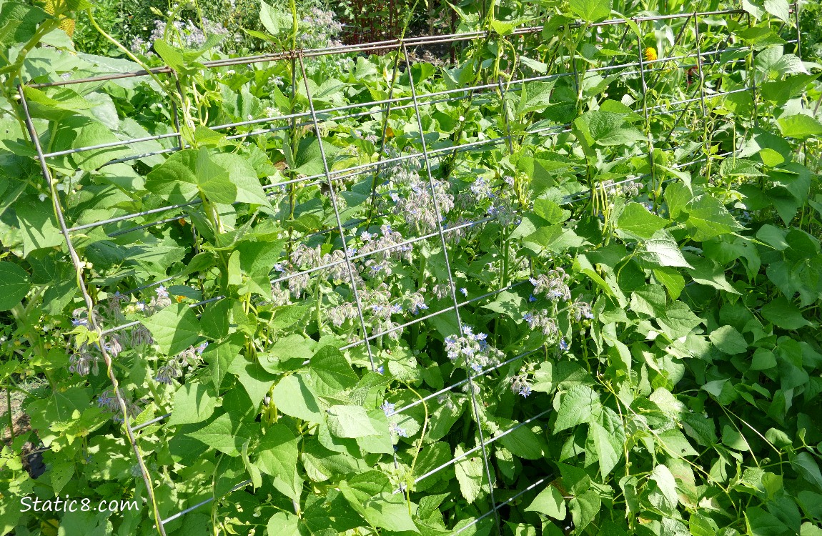 Garden trellis with beans and borage