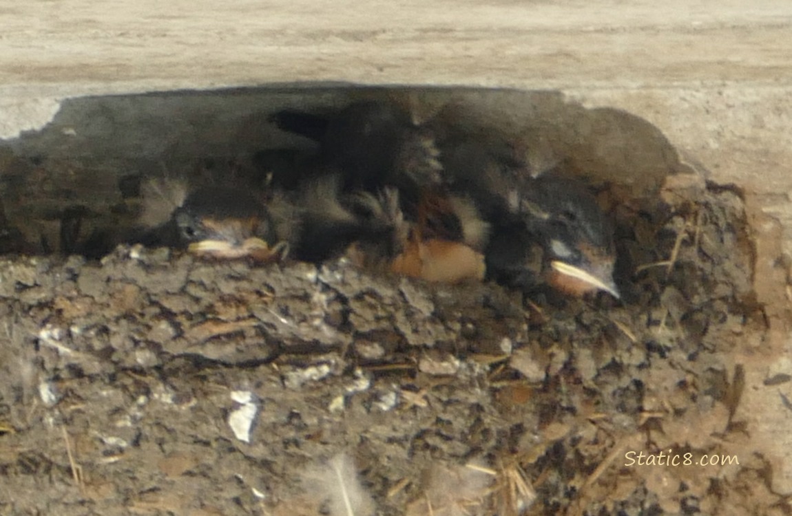 Barn Swallow nestlings in the nest, middle baby is squirming