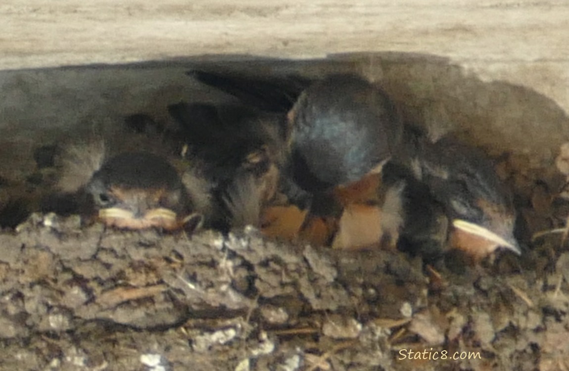 Three Barn Swallow nestlings in the nest