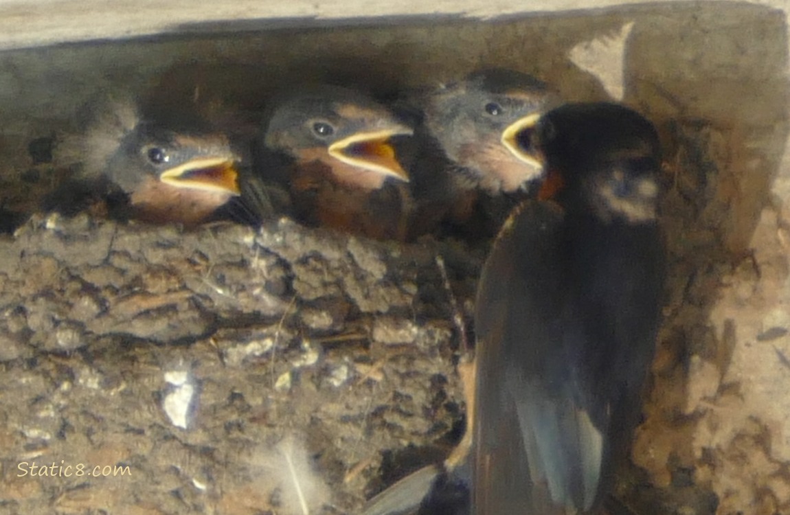 Barn Swallow parent feeds a baby in the nest