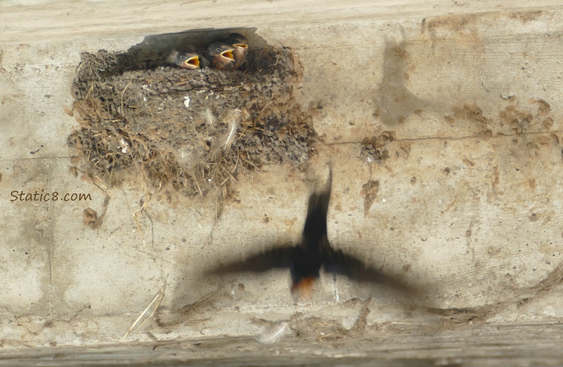 Barn Swallow parent flies away from the nest, babies still begging