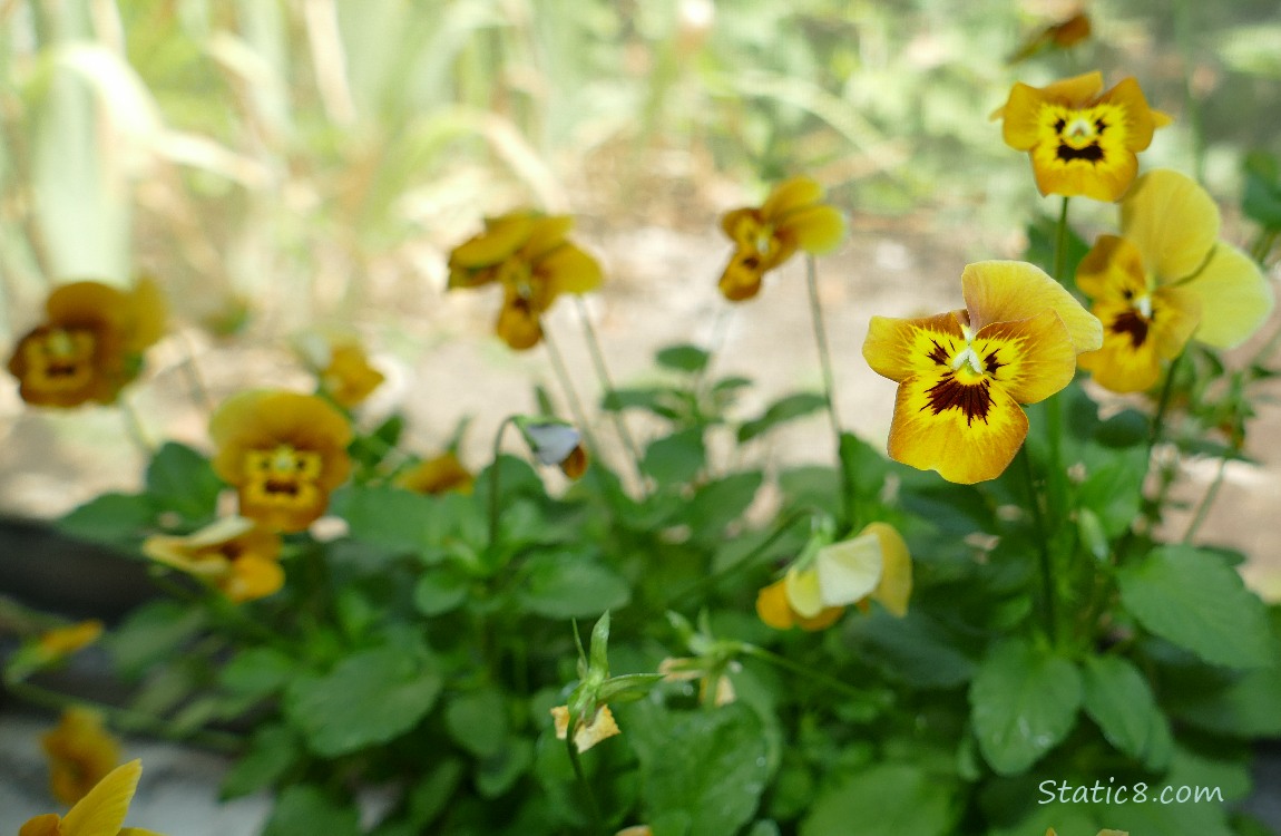 Pansy blooms