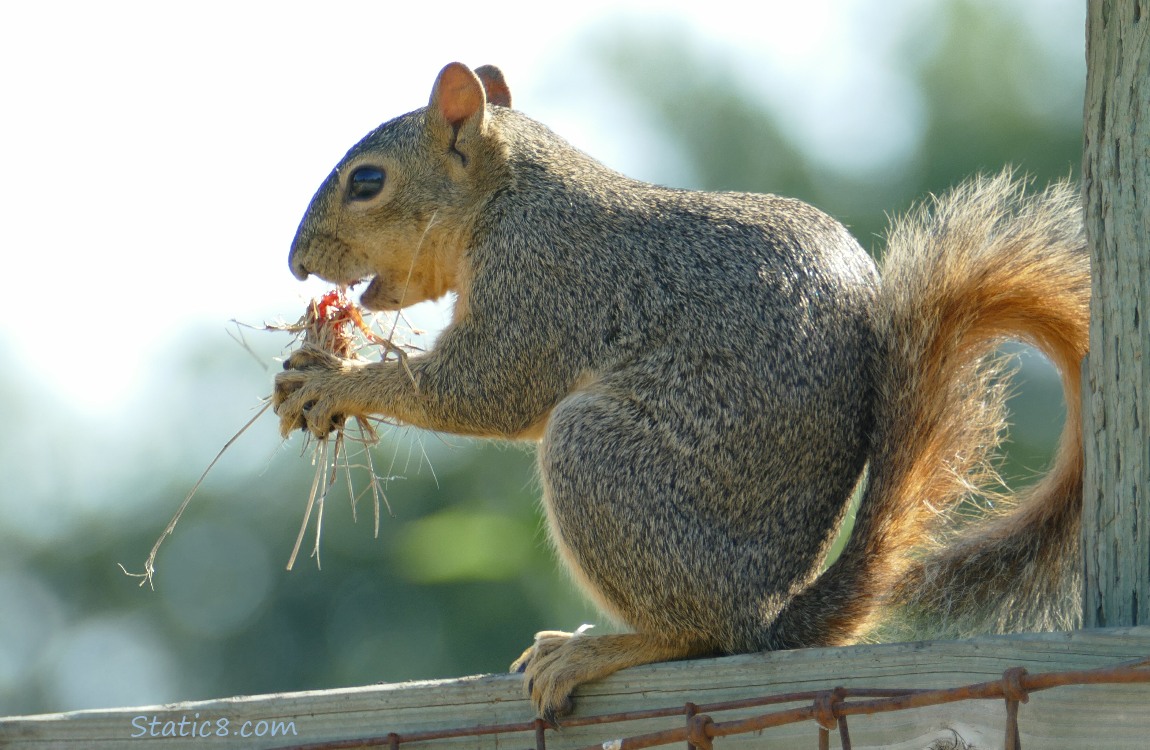 Squirrel sitting on a wood fence, eating something with grass