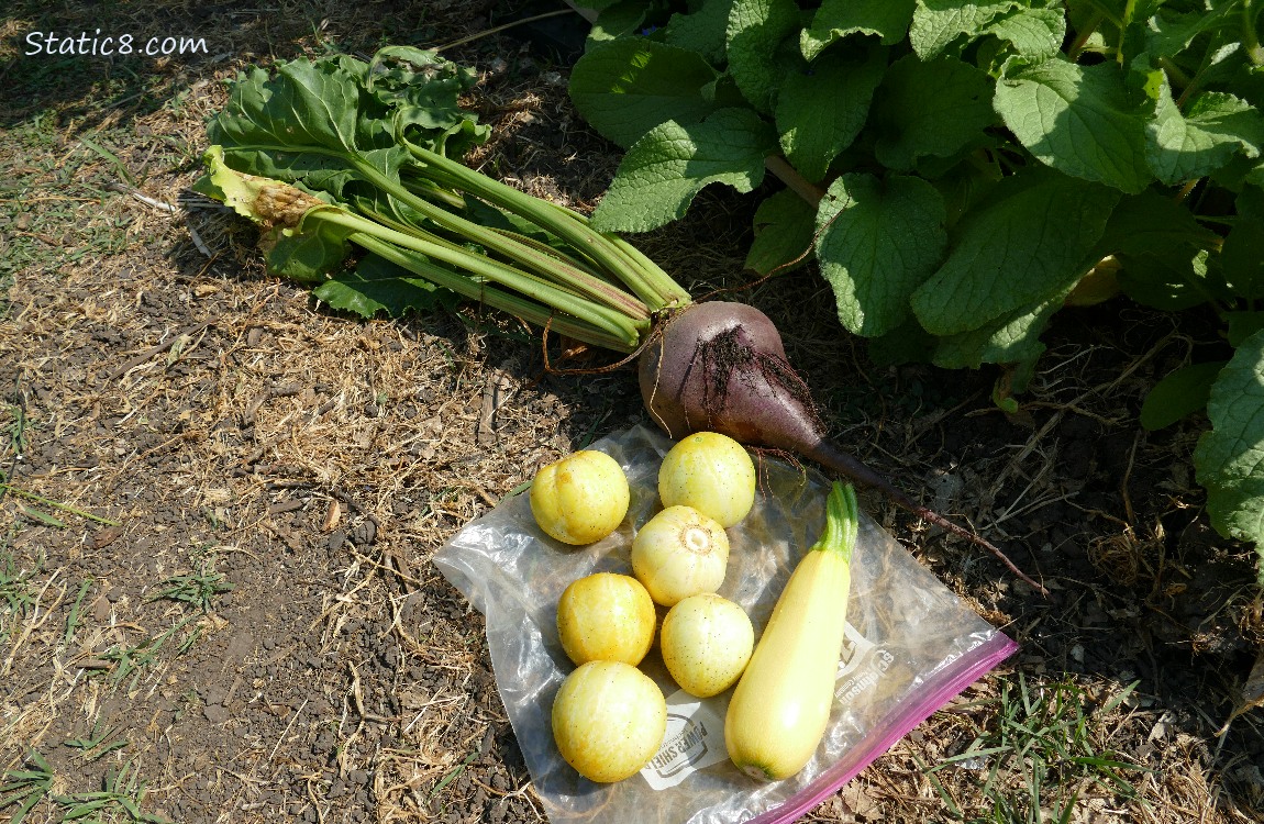 Harvest lying on the ground