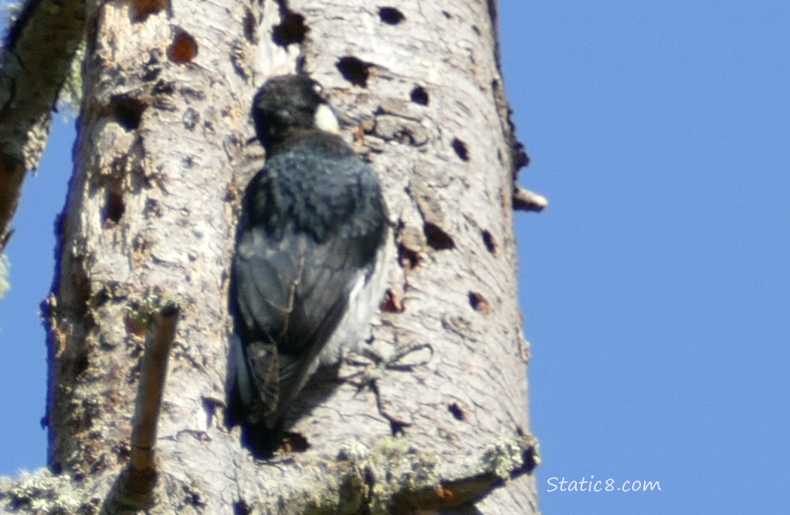 The back of an Acorn Woodpecker standing on the side of a tree trunk