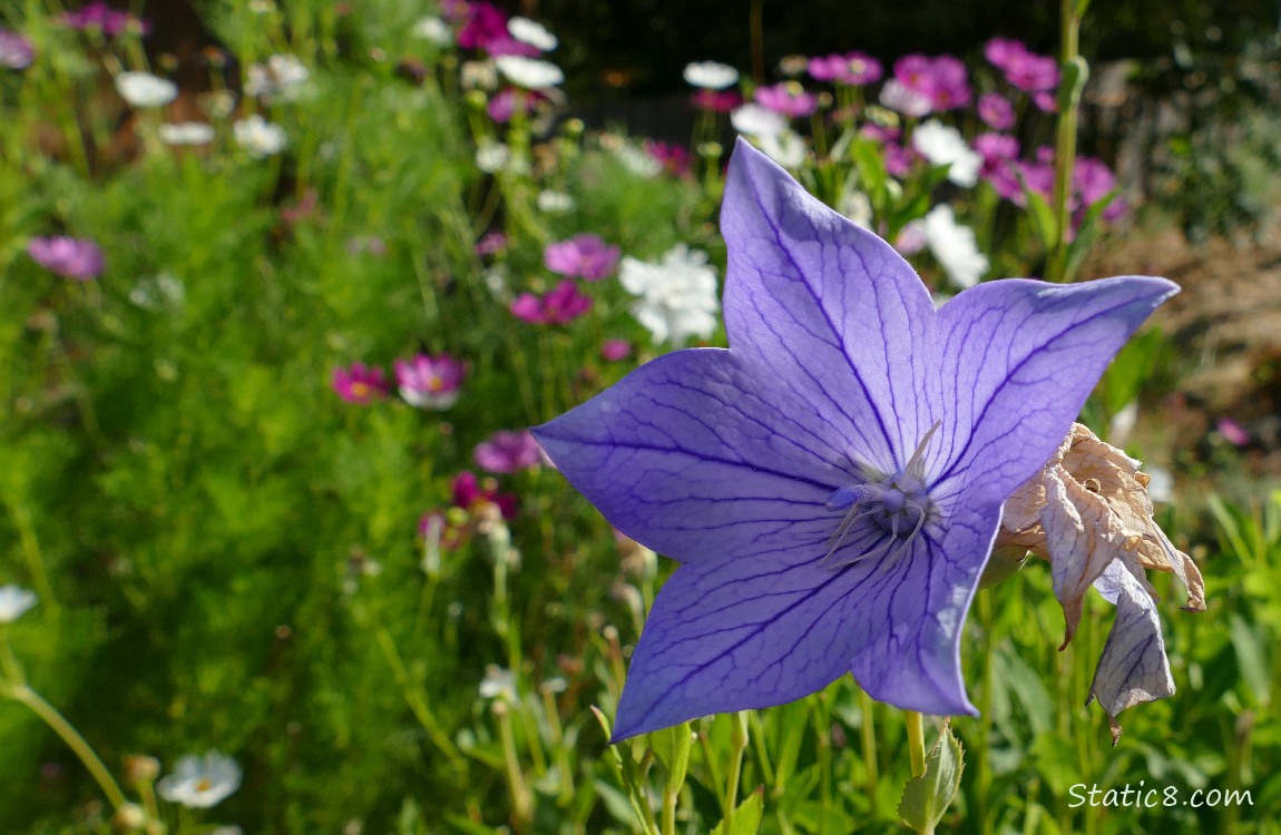 Ballon flower with Cosmos blooms in the background