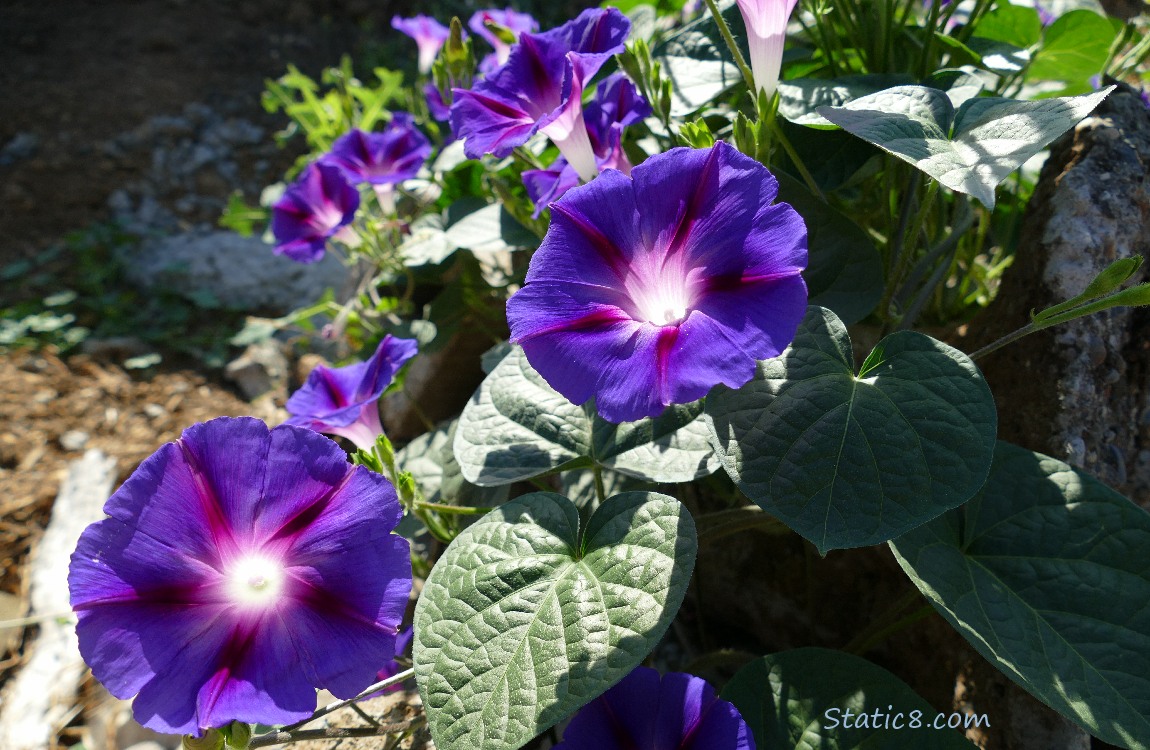 Purple Morning Glory blooms