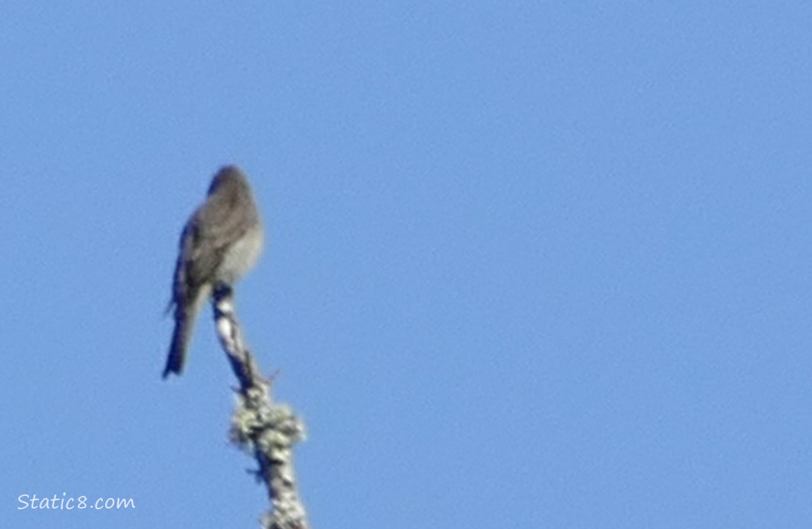 The back of a Wood Pewee, standing at the top of a bare stick