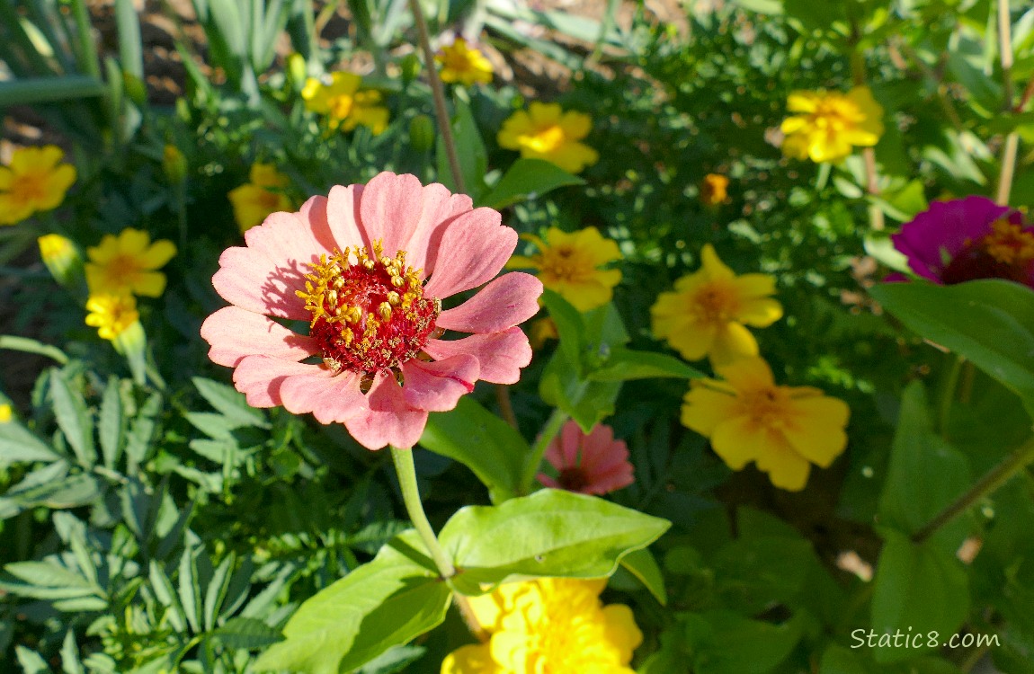 Pink Zinnia blooms with yellow Marigold blooms in the background