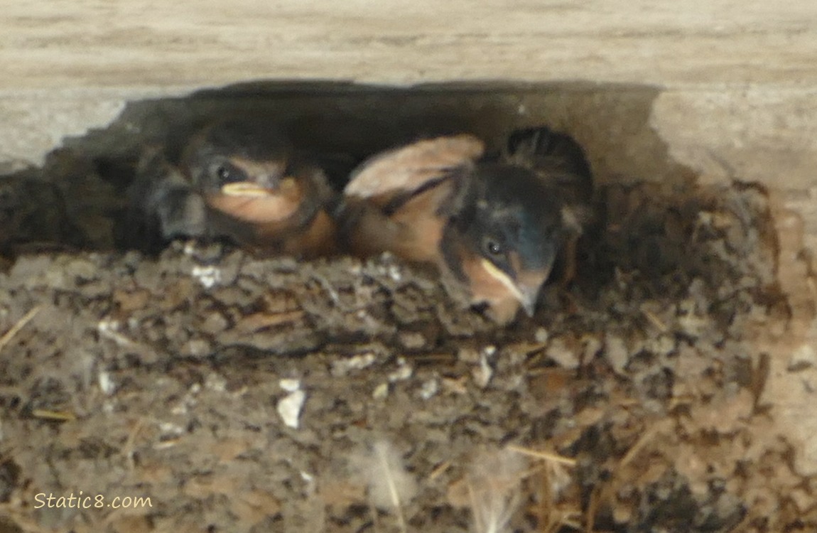 Two Barn Swallow nestlings moving around in the nest