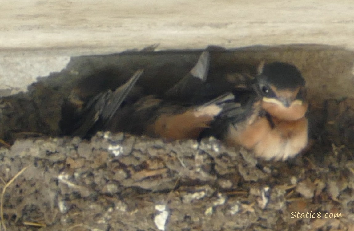 Two Barn Swallow nestlings in the nest