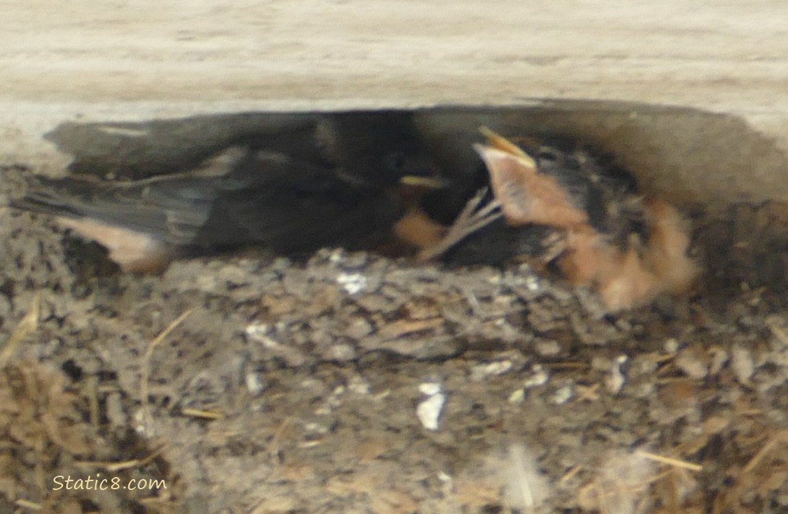 Barn Swallow nestling itching her chin with her foot!