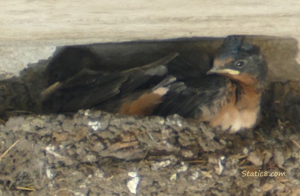 Two Barn Swallow nestlings in the nest, preening