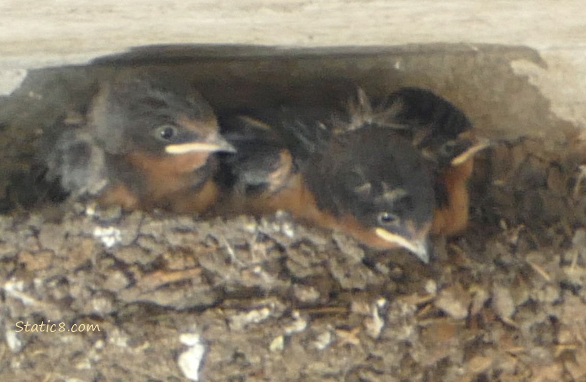 Three Barn Swallow nestlings in the nest