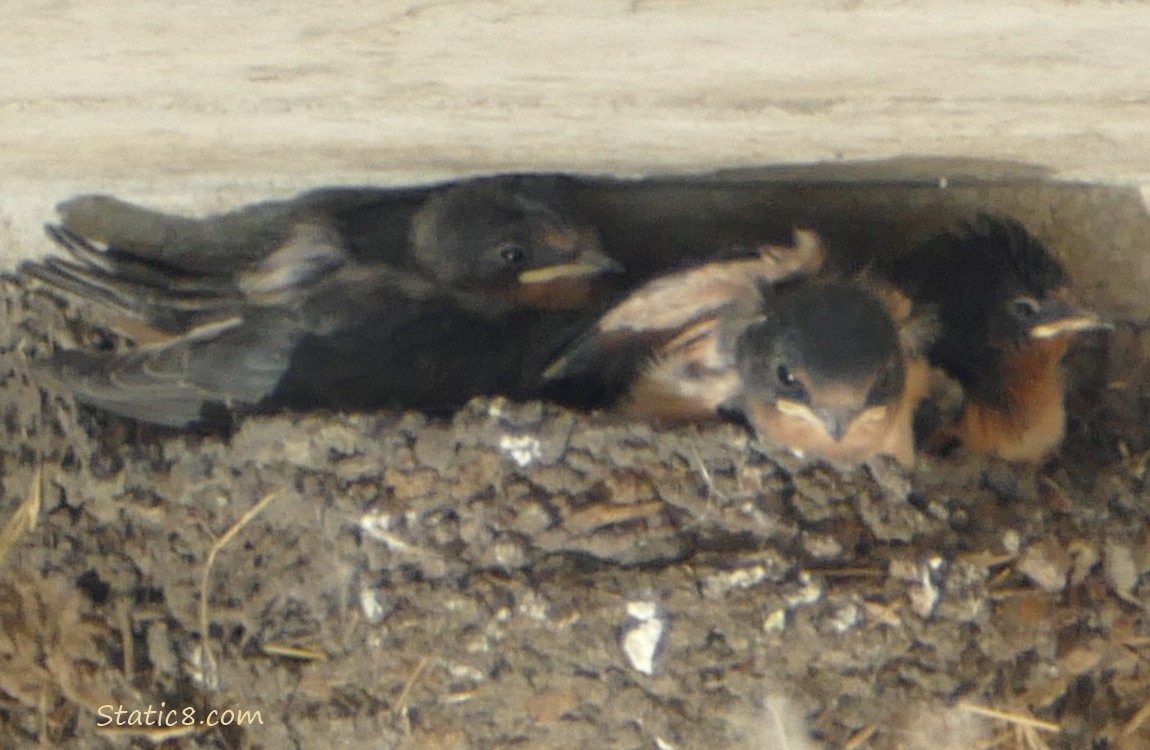 Three Barn Swallow nestlings moving around in the nest