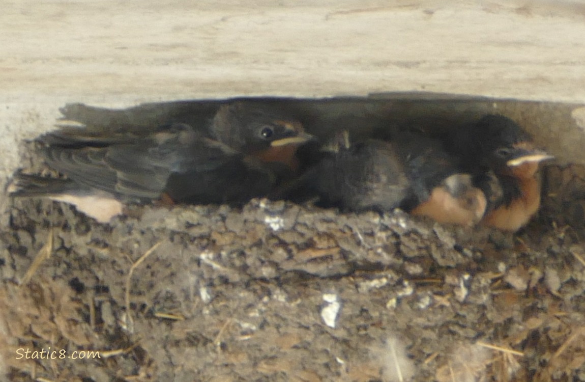 Three Barn Swallow nestlings, middle one is preening