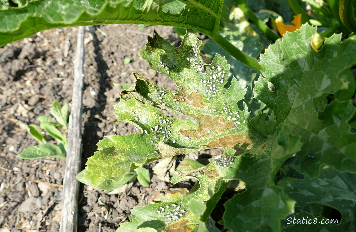 Bugs on a zucchini leaf