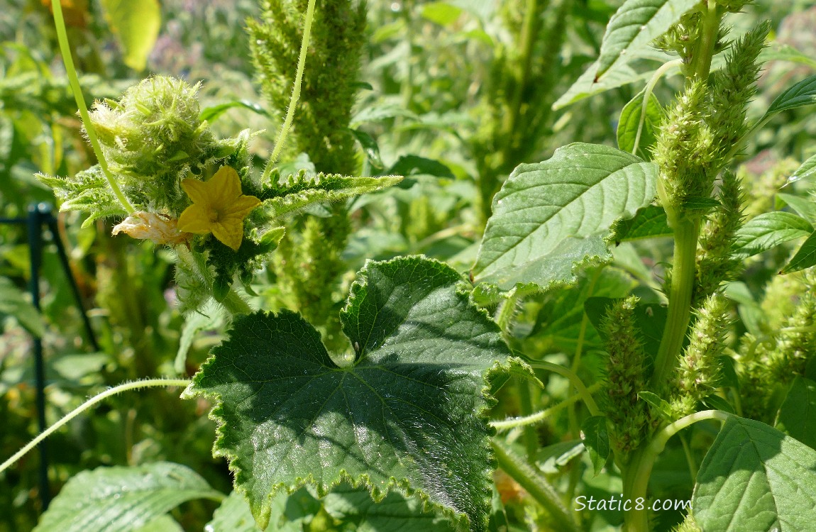 Cucumber bloom