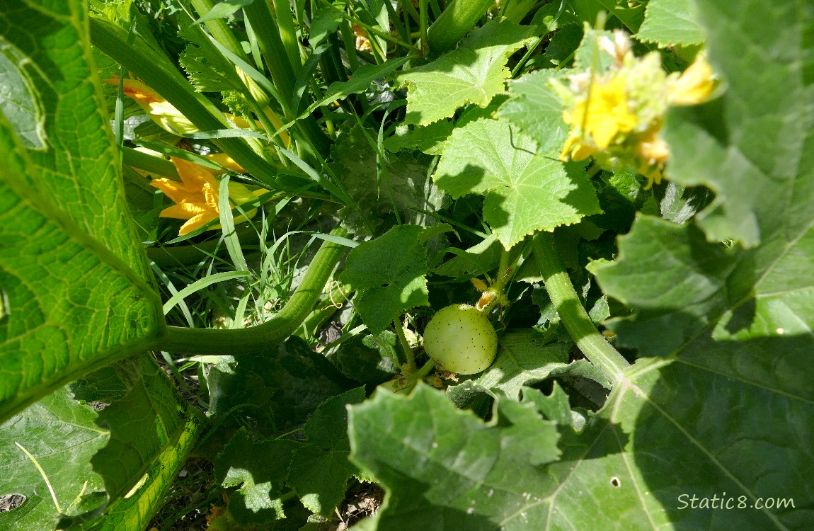 Lemon Cucumber growing on the vine