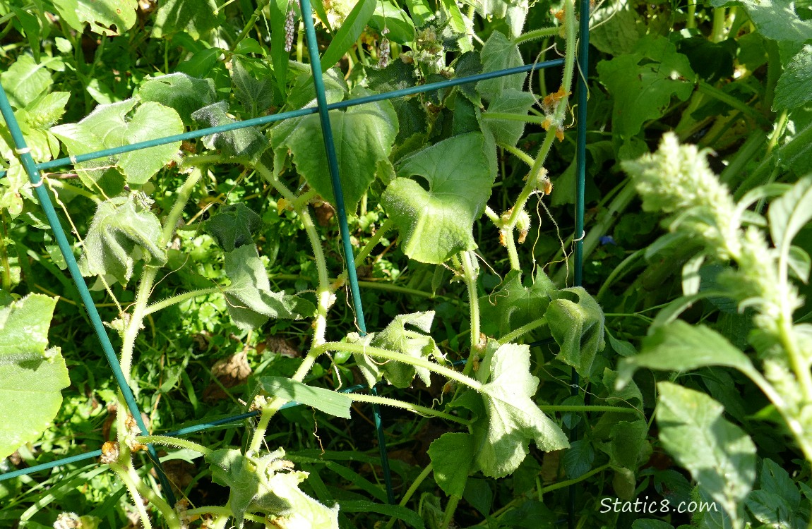 Wilted cucumber leaves