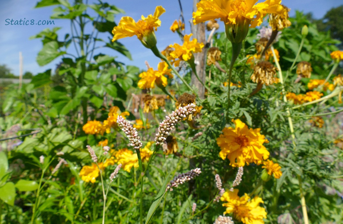 Smartweed blooms with Marigold blooms