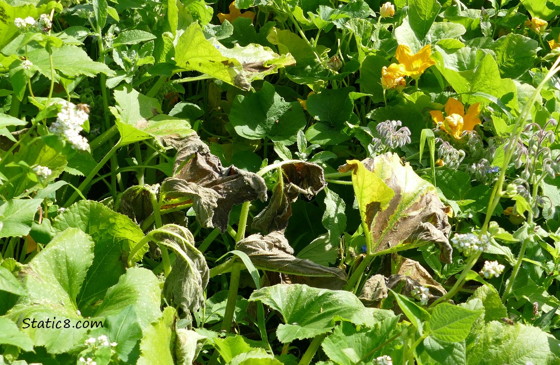 Squash leaves