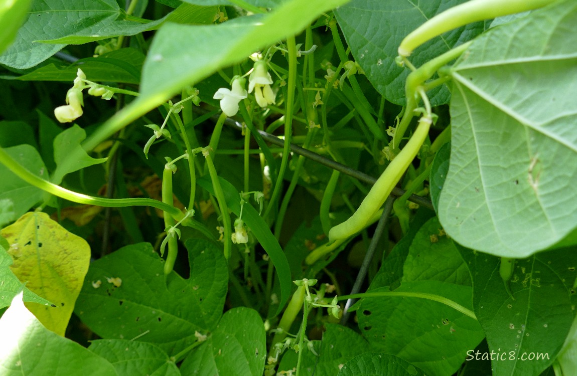 Wax Bean pods growing on the vine