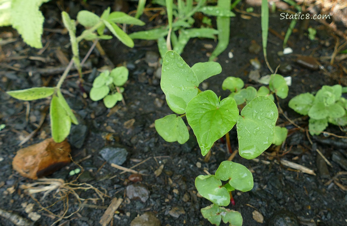 Buckwheat seedlings