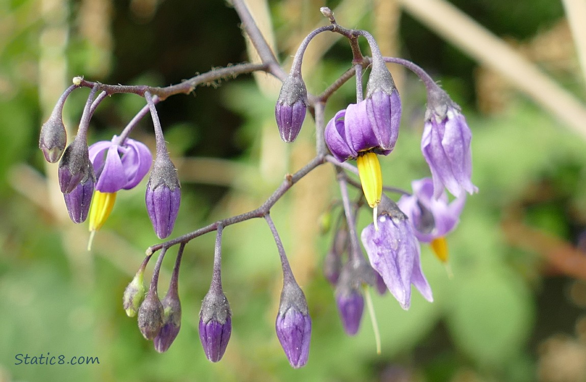 Purple Bittersweet Nightshade blooms