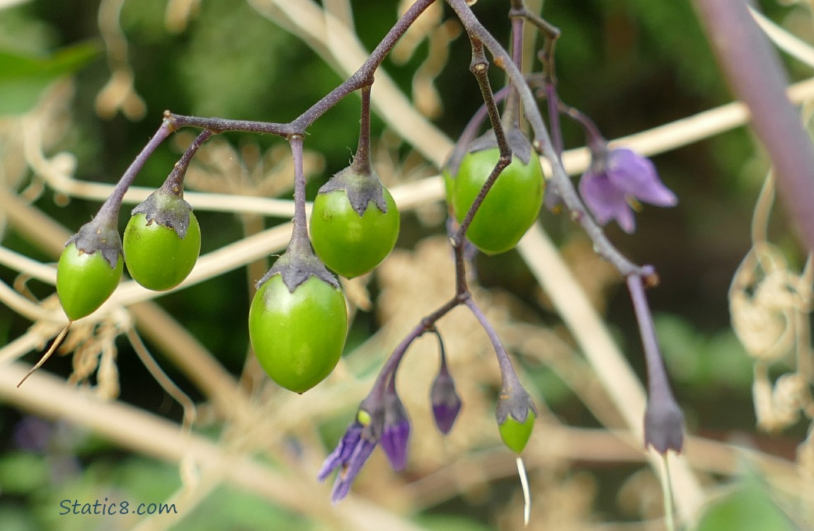 The green fruits of Bittersweet Nightshade, ripening on the vine