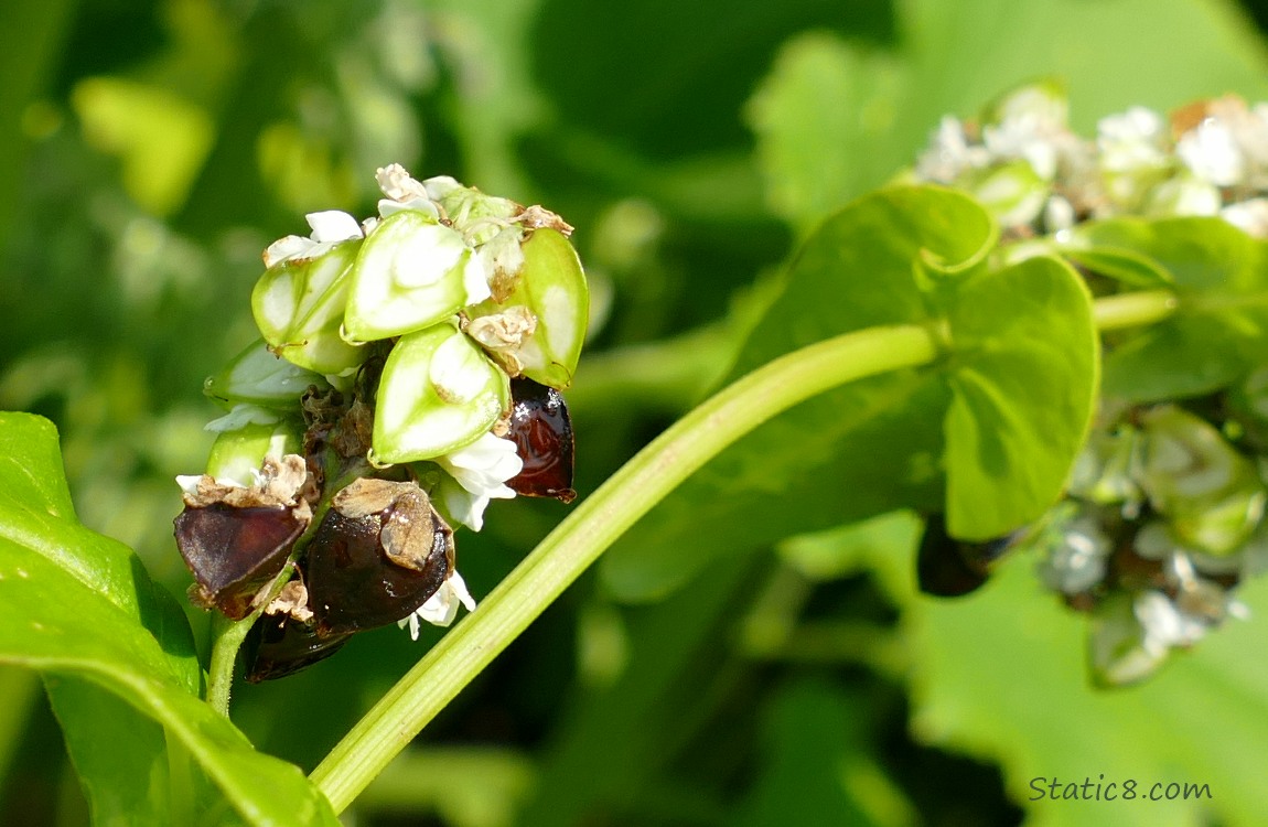 Buckwheat seed heads