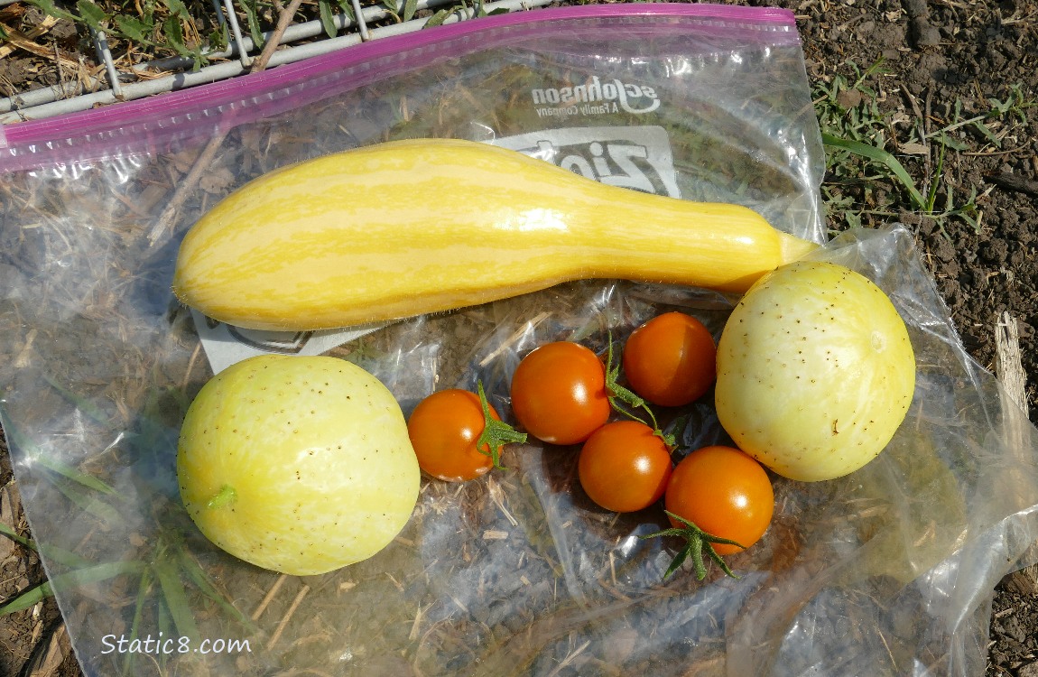 Harvested veggies on the ground