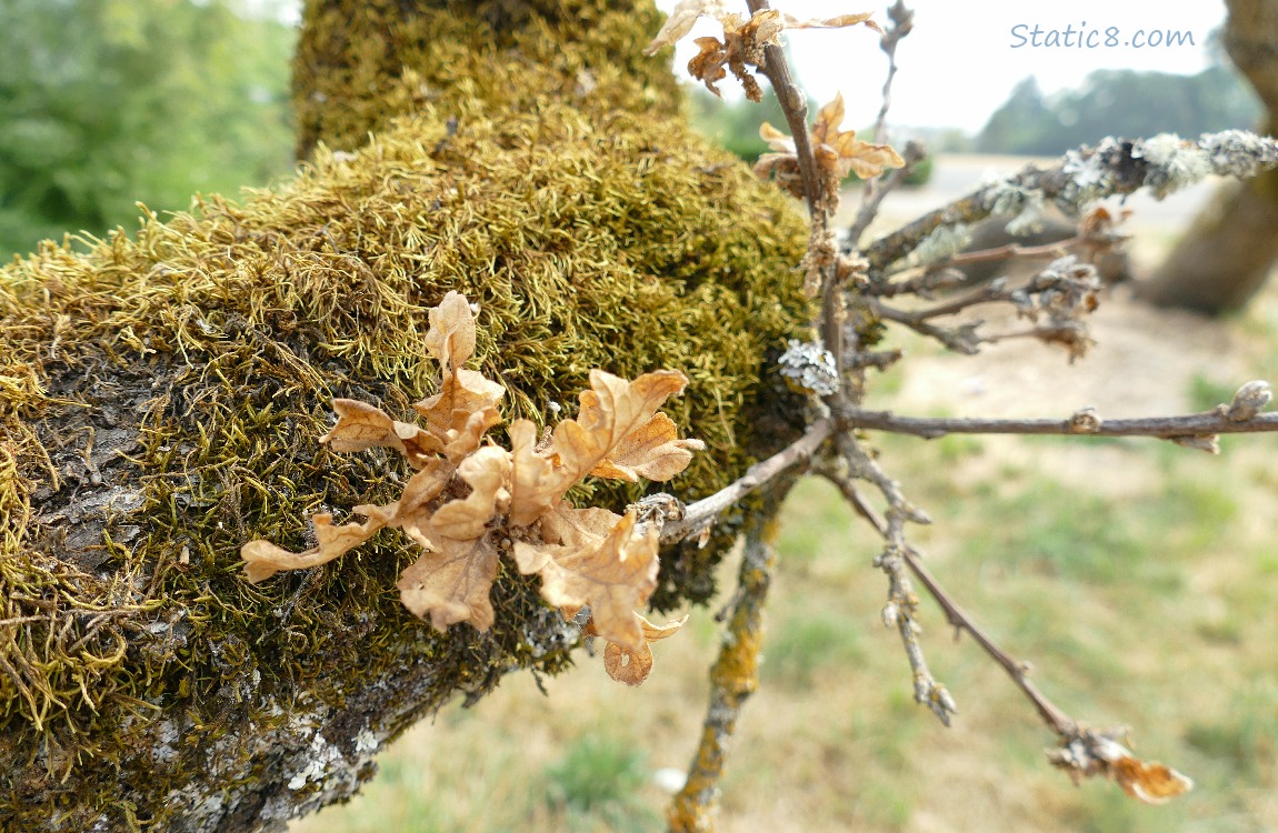 Dead leaves on a twig near the trunk