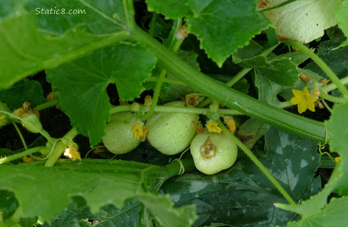 Lemon Cucumbers ripening on the vine