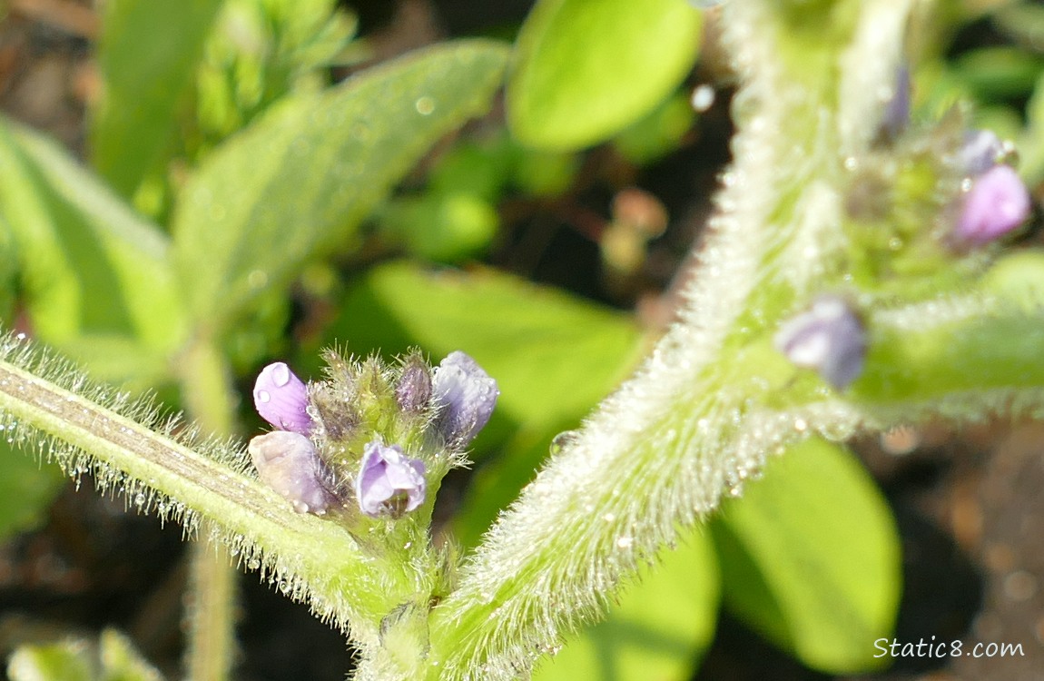 Soybean blooms