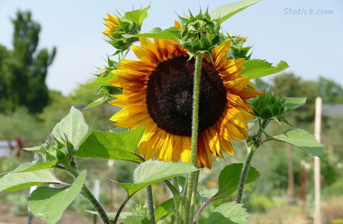 Sunflower bloom surrounded by buds