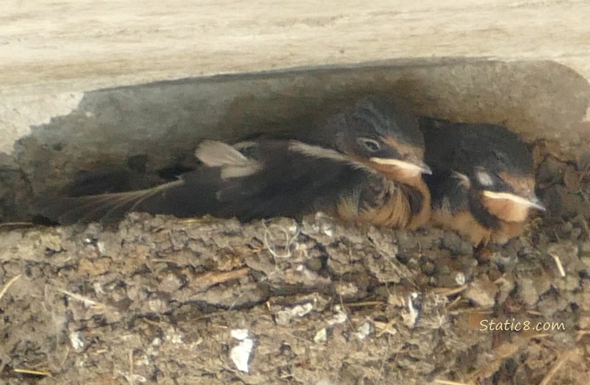 Two Barn Swallow nestlings in the nest with closed and half closed eyes