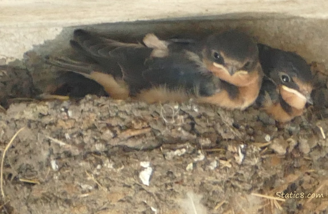 Three Barn Swallow nestlings in the nest