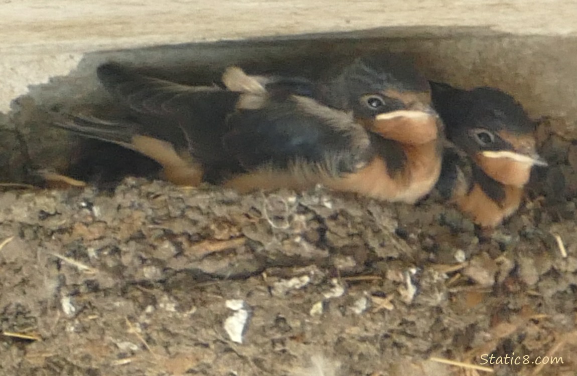 Three Barn Swallow nestlings looking cute in the nest