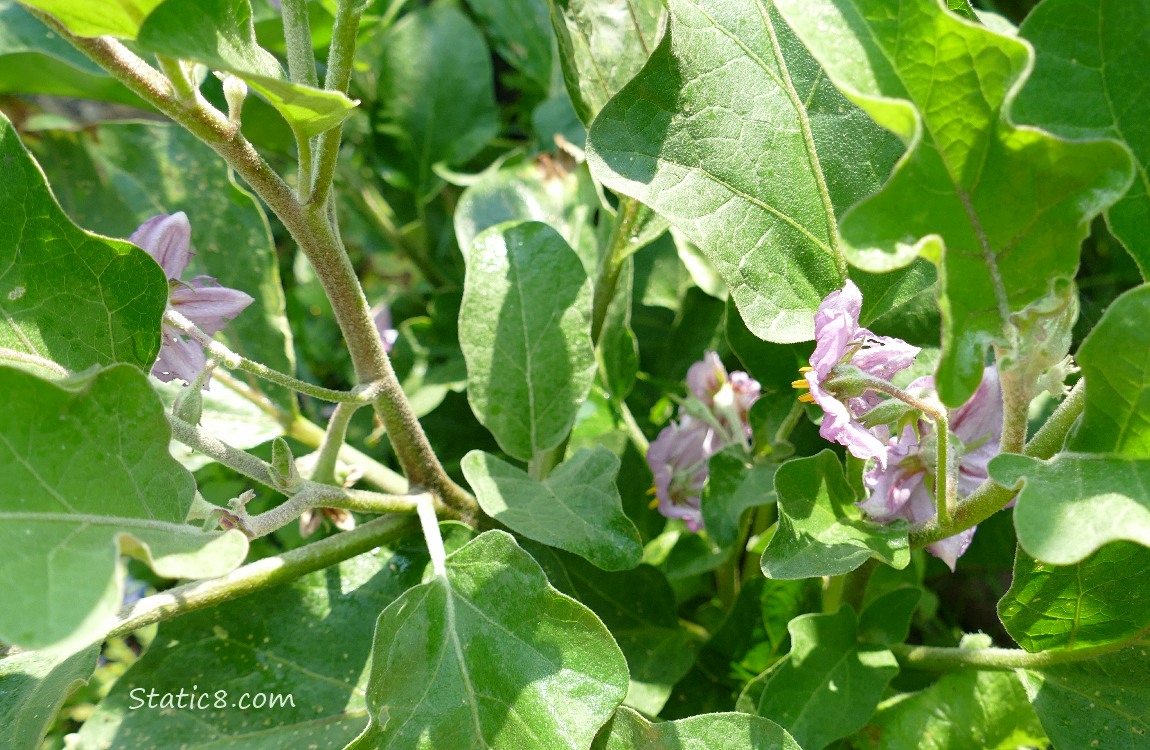 Looking down at Eggplant blooms