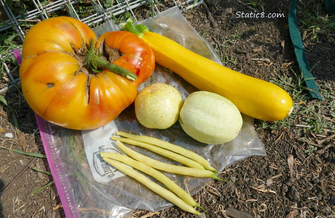 Harvested veggies laying on the ground