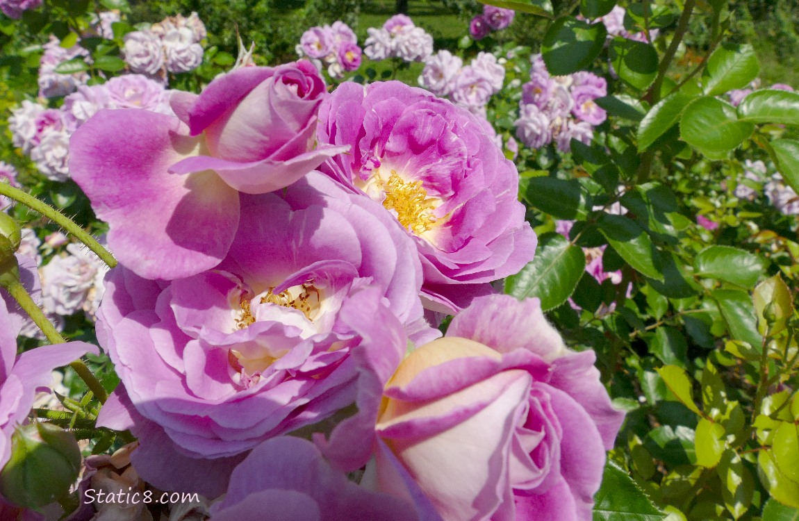 Pink Roses