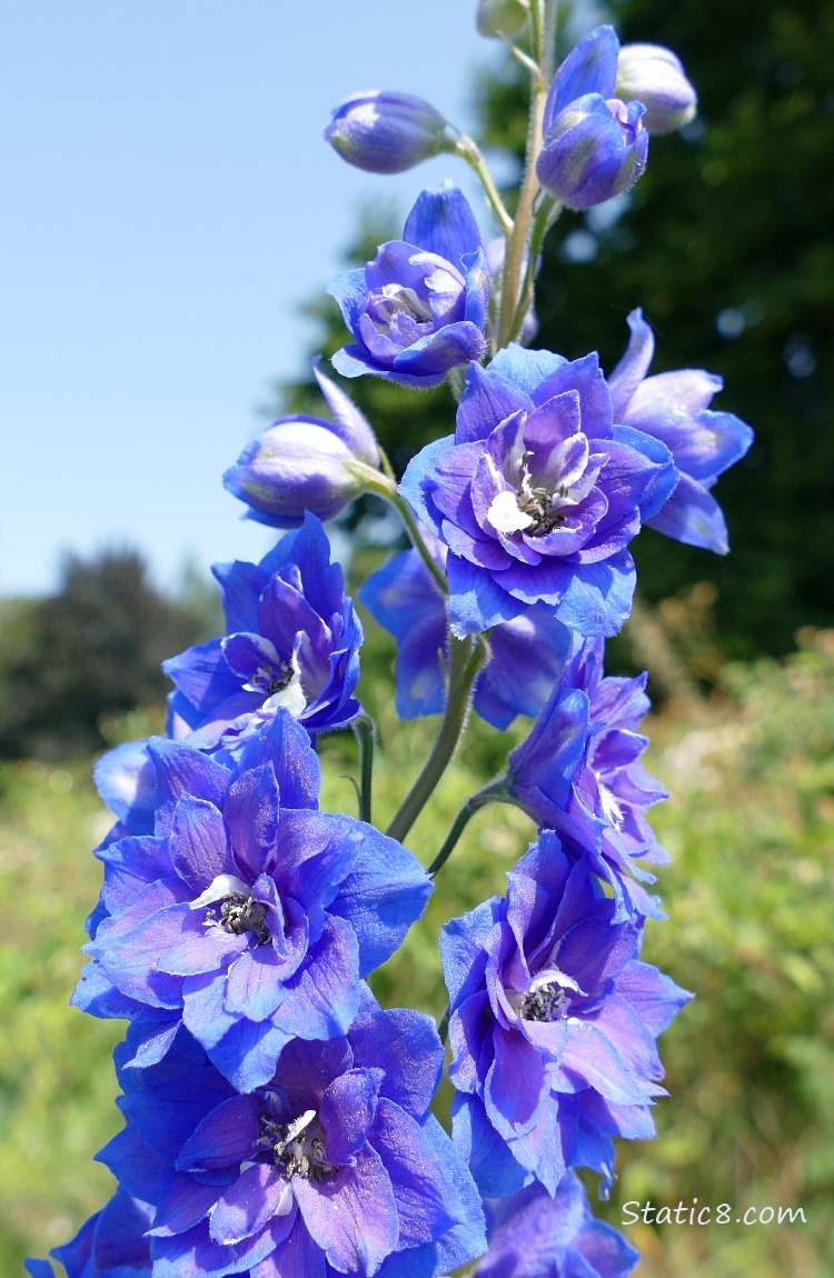 Double petal Larkspur