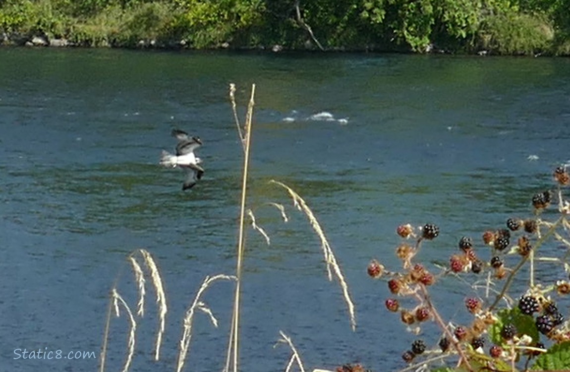 Osprey flying over the river