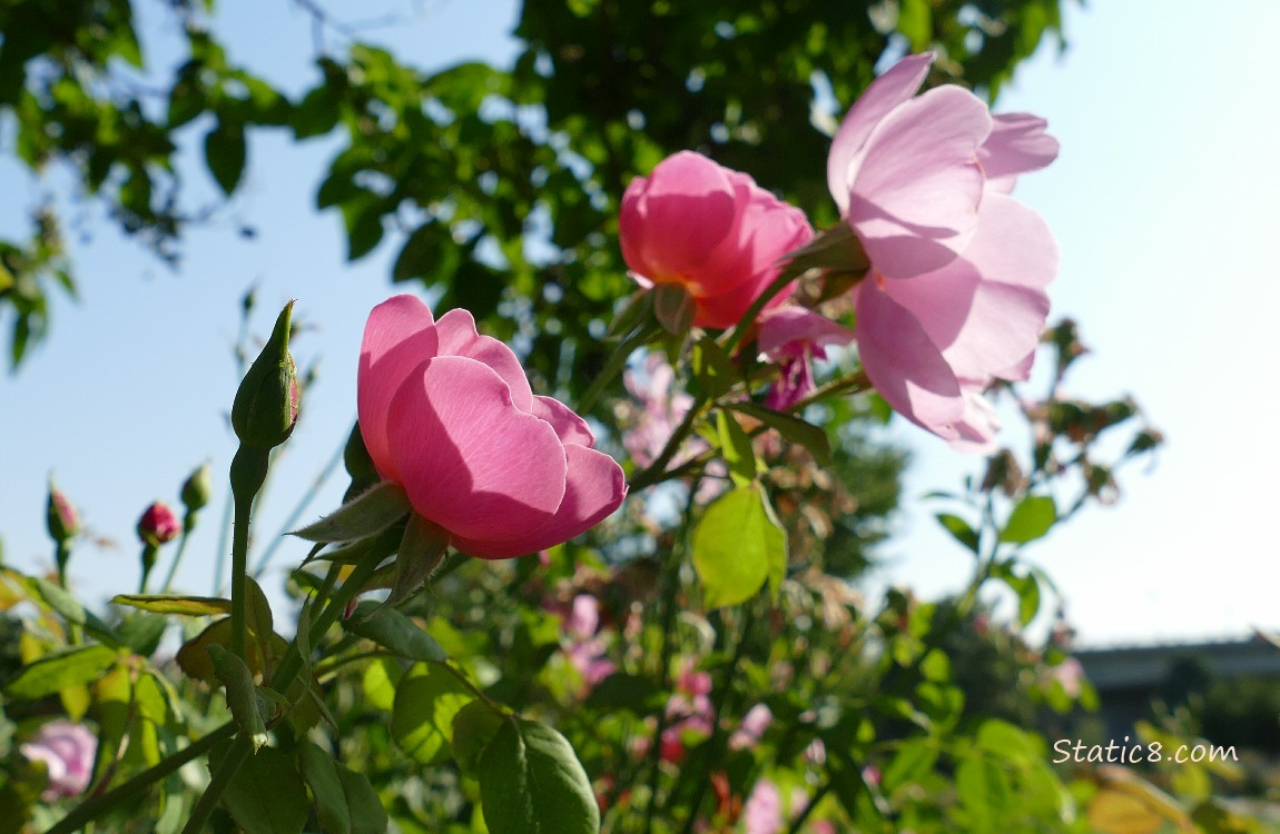 Pink roses catching the light and shadows