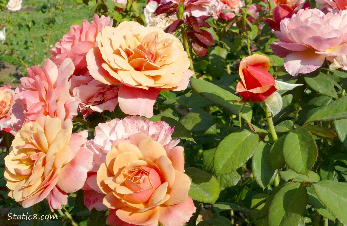 Pink Roses with a bud