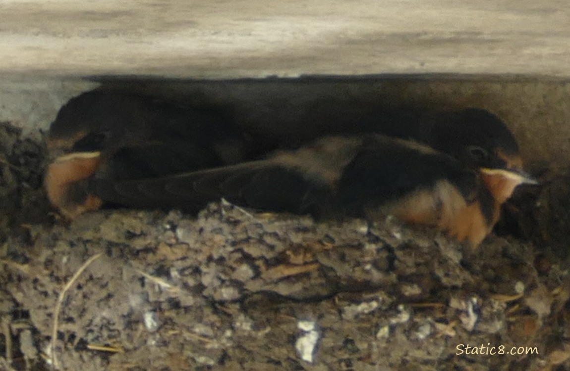 Two Barn Swallow nestlings in the nest