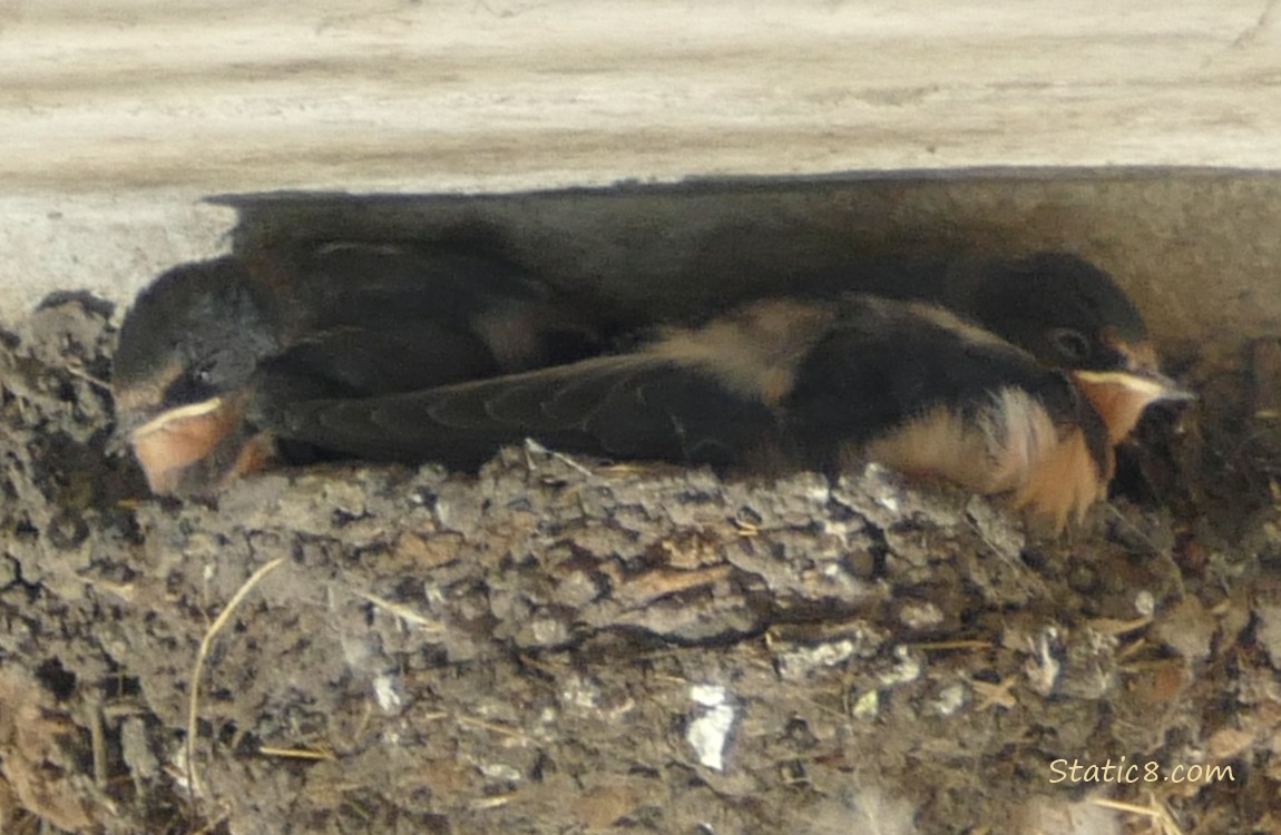 Two Barn Swallow nestlings in the nest