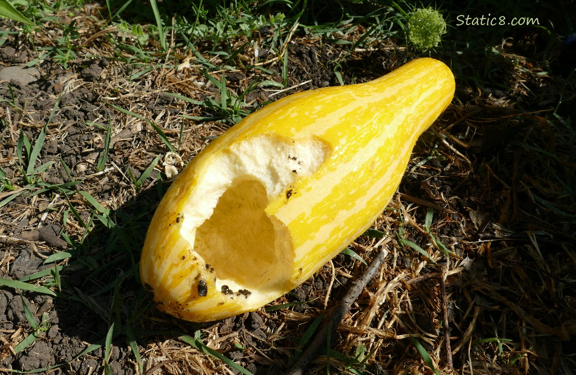 Harvested Crookneck, lying on the ground