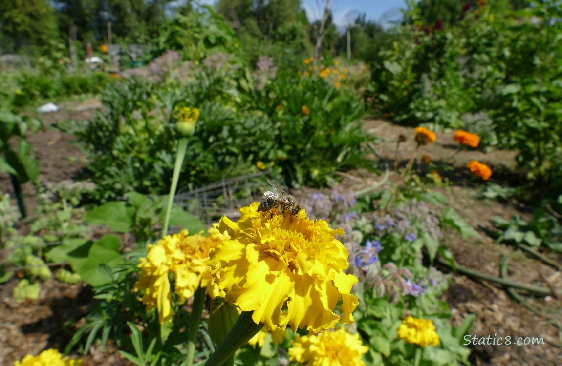 Yellow Marigold blooms with garden plot in the background